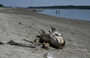 Мертвая рыба на берегу Днепра в Запорожье 1 июня нынешнего года. 6 июня 2023 года была уничтожена Каховская дамба, из-за чего река обмелела. [Женя Савилов/AFP]