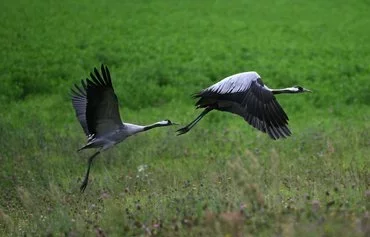 Two cranes fly above a field near the village of Lopuchowo, Podlaskie region, Poland, on August 12. The region borders the Belarusian provinces of Grodno and Brest to the east. [Sergei Gapon/AFP]