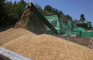 A combine loads wheat into a truck while harvesting a field in Kyiv province on July 16 amid the Russian invasion of Ukraine. [Anatolii Stepanov/AFP]