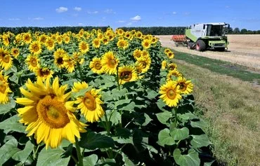 Комбайн проезжает мимо поля подсолнечника во время уборки урожая. Окрестности села Малополовецкое, примерно в 100 км от Киева, 20 июля. [Сергей Супинский/AFP]