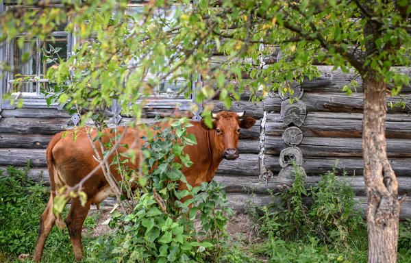 Russia opens a new front -- in Siberia's barnyards